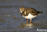 Steenloper (Arenaria interpres)