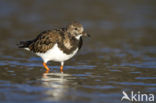 Steenloper (Arenaria interpres)