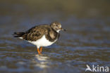 Steenloper (Arenaria interpres)