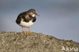 Steenloper (Arenaria interpres)