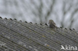 Little Owl (Athene noctua)