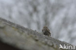 Little Owl (Athene noctua)