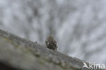 Little Owl (Athene noctua)