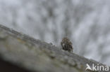 Little Owl (Athene noctua)