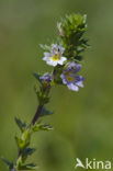 Stijve ogentroost (Euphrasia stricta)