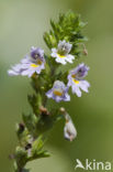 Stijve ogentroost (Euphrasia stricta)