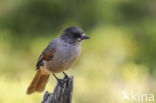 Siberian Jay (Perisoreus infaustus)