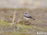 Northern Wheatear (Oenanthe oenanthe)