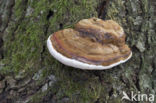 Tonderzwam (Ganoderma spec.)