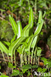 Hartstonque (Asplenium scolopendrium)