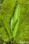 Tongvaren (Asplenium scolopendrium)