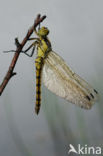 Viervlek (Libellula quadrimaculata)