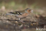 Vink (Fringilla coelebs)