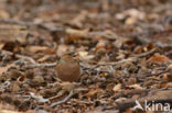 Vink (Fringilla coelebs)