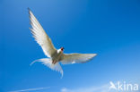 Common Tern (Sterna hirundo hirundo)