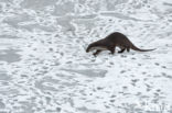 Visotter