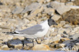 Sabine s Gull (Xema sabini)