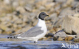 Sabine s Gull (Xema sabini)