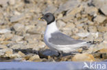 Sabine s Gull (Xema sabini)