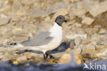 Sabine s Gull (Xema sabini)