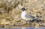 Sabine s Gull (Xema sabini)