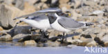 Sabine s Gull (Xema sabini)