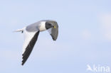 Sabine s Gull (Xema sabini)