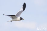 Sabine s Gull (Xema sabini)
