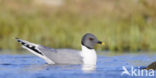 Sabine s Gull (Xema sabini)