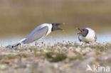 Sabine s Gull (Xema sabini)