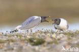 Sabine s Gull (Xema sabini)