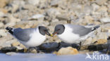 Sabine s Gull (Xema sabini)