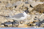 Sabine s Gull (Xema sabini)