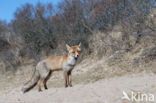 Fox (Vulpes vulpes)