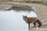 Fox (Vulpes vulpes)