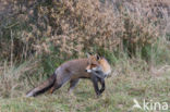 Fox (Vulpes vulpes)