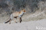 Fox (Vulpes vulpes)