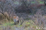 Fox (Vulpes vulpes)
