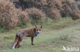 Fox (Vulpes vulpes)