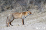 Fox (Vulpes vulpes)