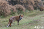 Fox (Vulpes vulpes)