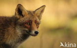 Fox (Vulpes vulpes)