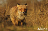Fox (Vulpes vulpes)