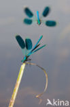 Banded Demoiselle (Calopteryx splendens)