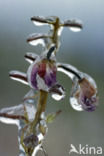 Wilgenroosje (Epilobium hirsutum)