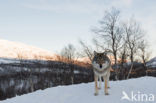 Grey Wolf (Canis lupus)