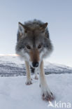 Grey Wolf (Canis lupus)