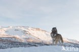 Grey Wolf (Canis lupus)