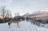 Grey Wolf (Canis lupus)