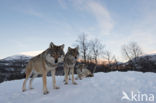 Grey Wolf (Canis lupus)